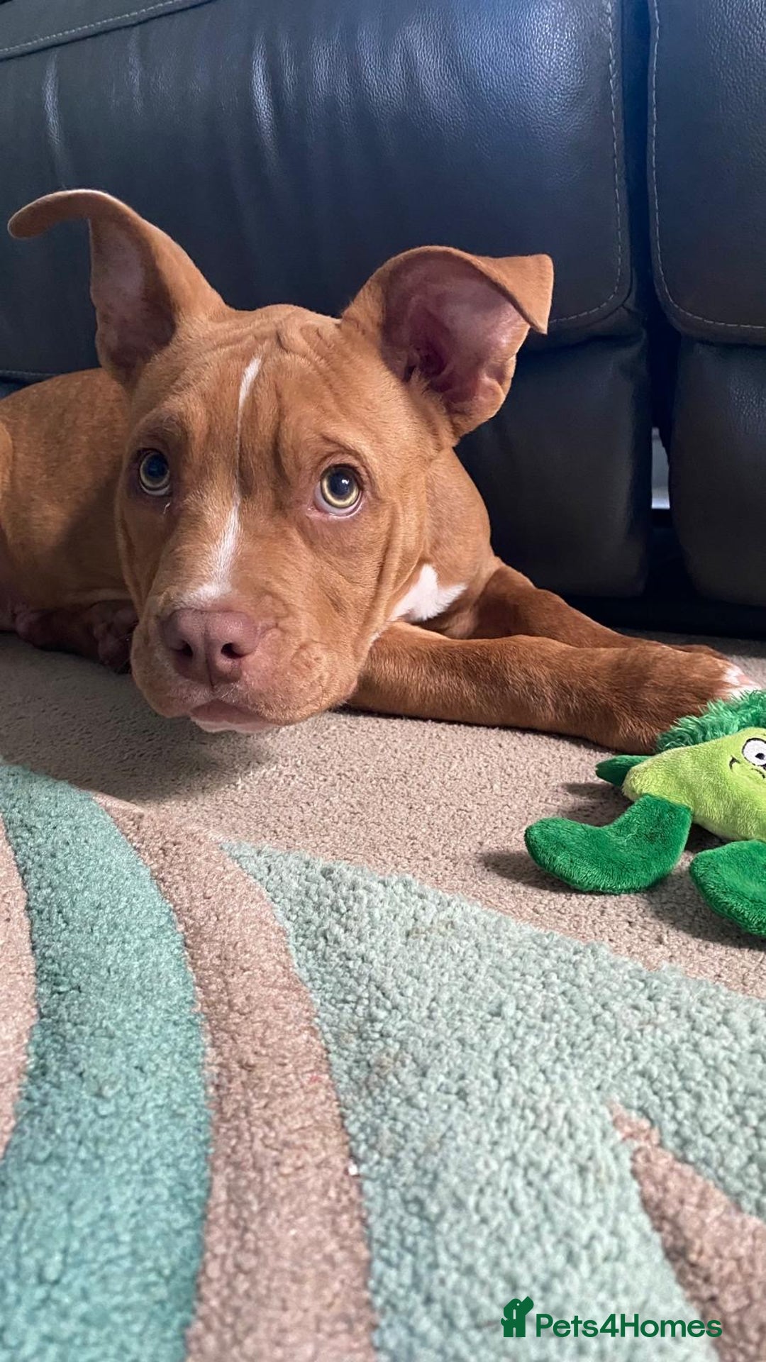 Mixed Breed dogs for sale: Pocket bully - Image 3