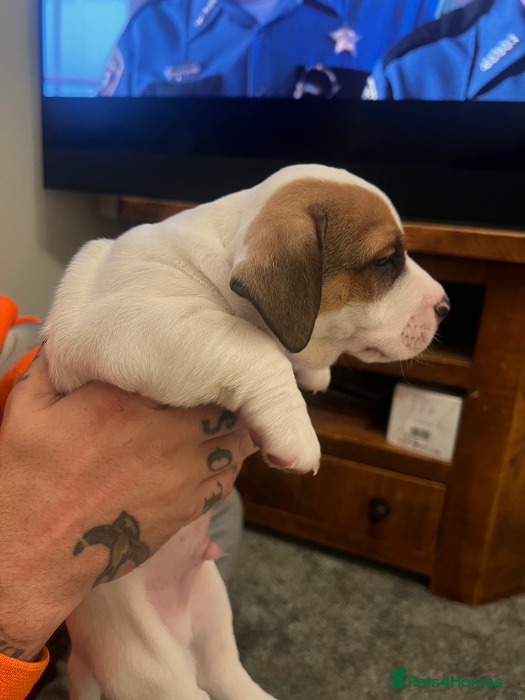 Mixed Breed dogs for sale:  Last 2 girls READY NOW! Rare English Bulldach - Advert 32