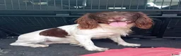 English Springer Spaniel dogs for stud: Liver/white PROVEN KC registered springer stud - Advert 4