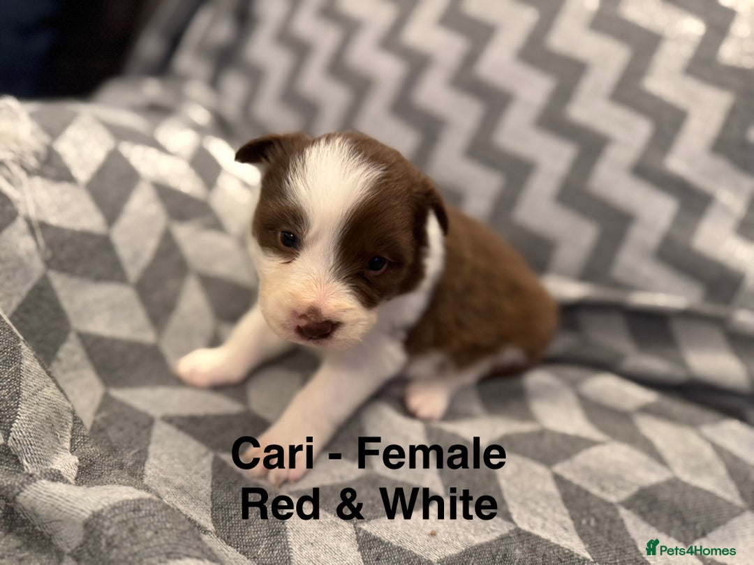 Border Collie dogs for sale: KC Reg (Pending) Border Collie Puppies For Sale - Advert 22