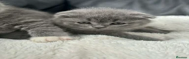 British Shorthair Kitten 1