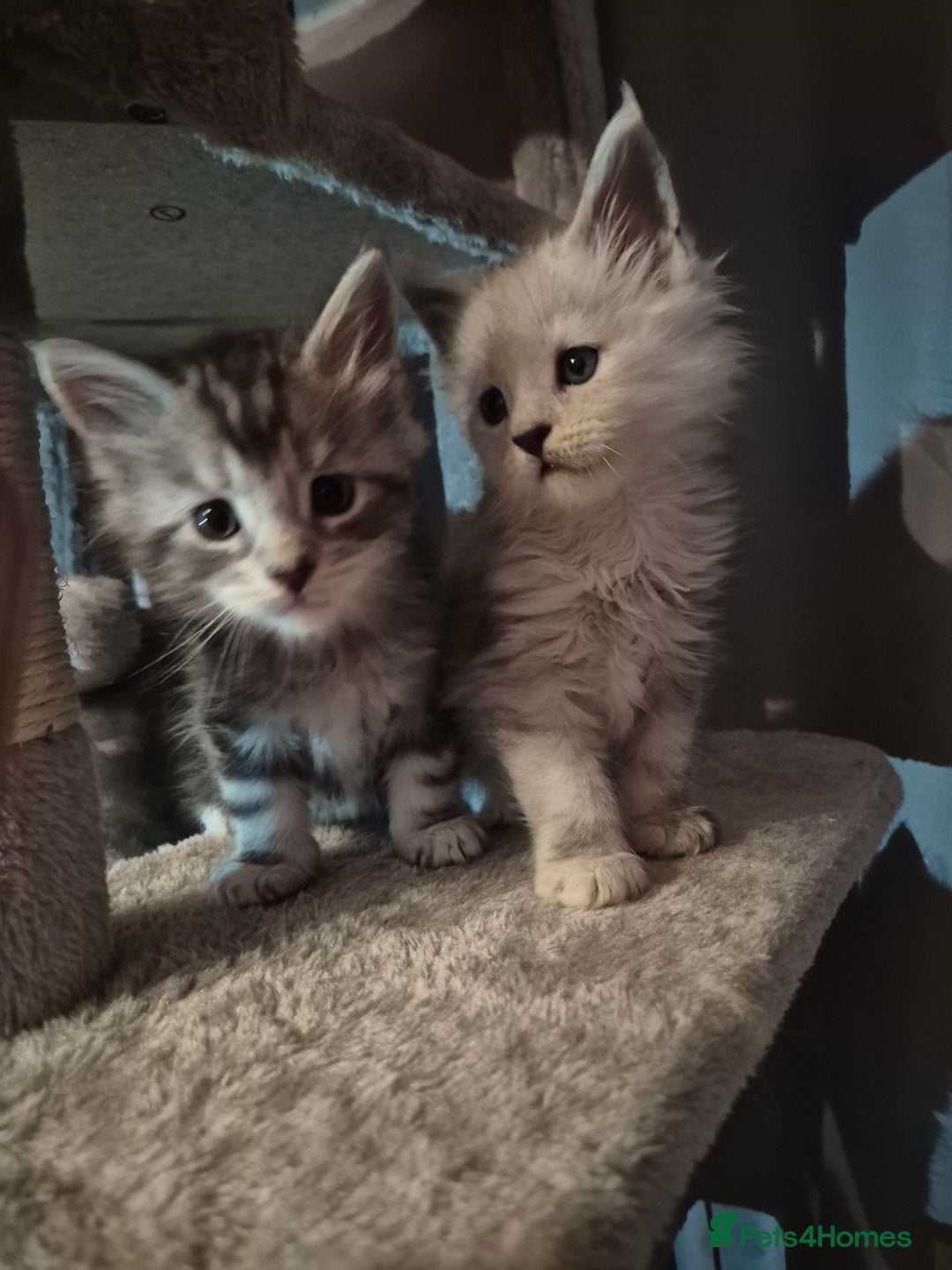 Maine Coon cats for sale: Maine Coon kittens - Advert 27