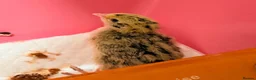 Quail poultry for sale: Coturnix quail chicks  - Advert 3