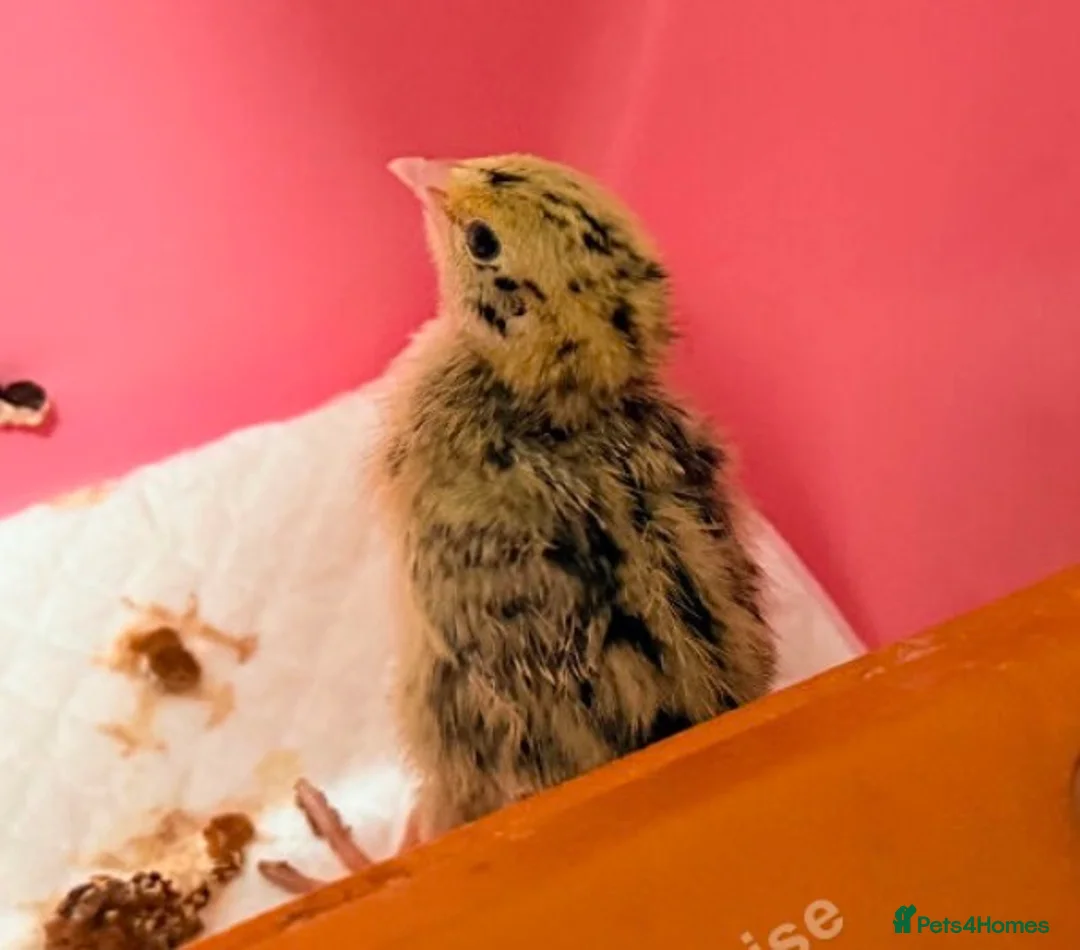Quail poultry for sale: Coturnix quail chicks  - Advert 3