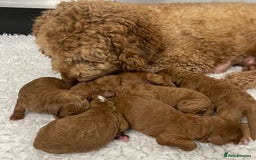 Australian Labradoodle dogs for sale: Stunning Australian Labradoodles  - Image 5