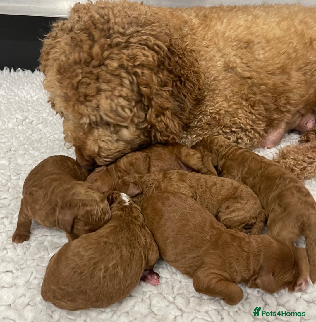 Australian Labradoodle dogs for sale: Stunning Australian Labradoodles  - Image 5