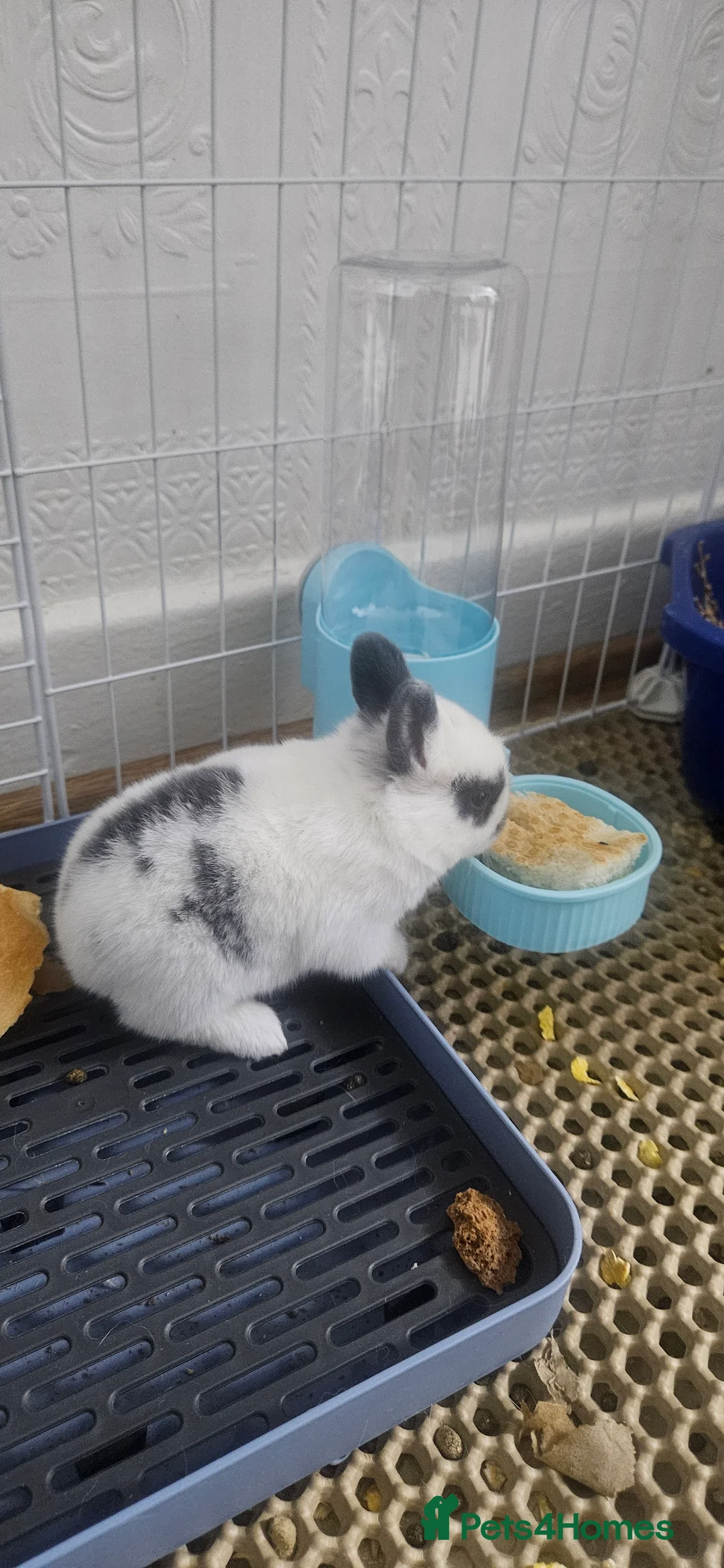 Mixed Breed rabbits for sale: They are 2 weeks old .Dutch and Rex rabbits  - Advert 4