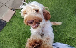 Cockapoo dogs for sale: F3 cockapoo  - Image 37