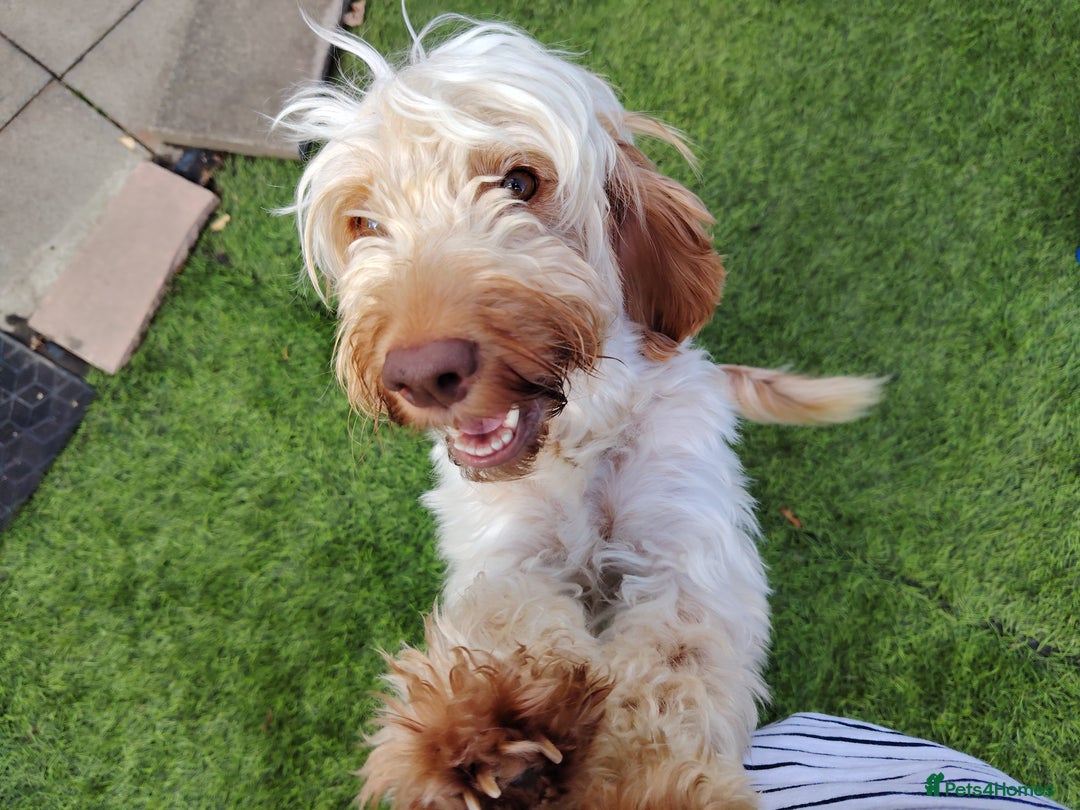 Cockapoo dogs for sale: F3 cockapoo  - Image 37
