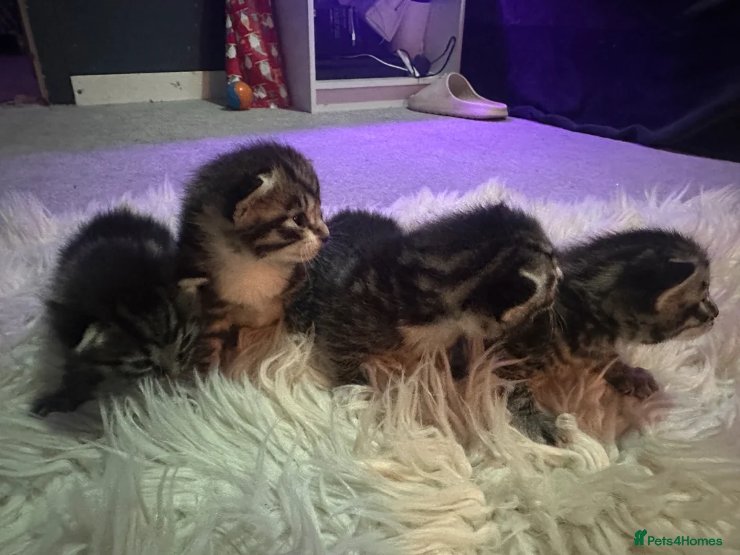 Mixed Breed cats for sale: 4 bengal x kittens 3 boys 1 girl  - Advert 2