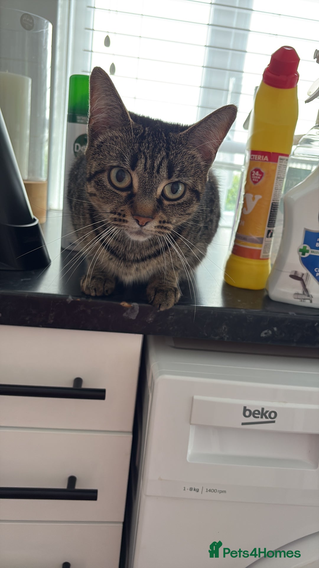 Aphrodite Giant cats for sale: Kittens Looking For Homes♥️ - Image 1