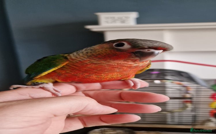 Conures birds - Advert 2