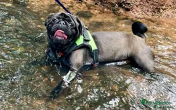Pug dogs for stud: ❤️ DUD THE STUD💋 - Image 1