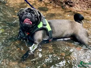 Pug dogs ❤️ DUD THE STUD💋 - Advert 4