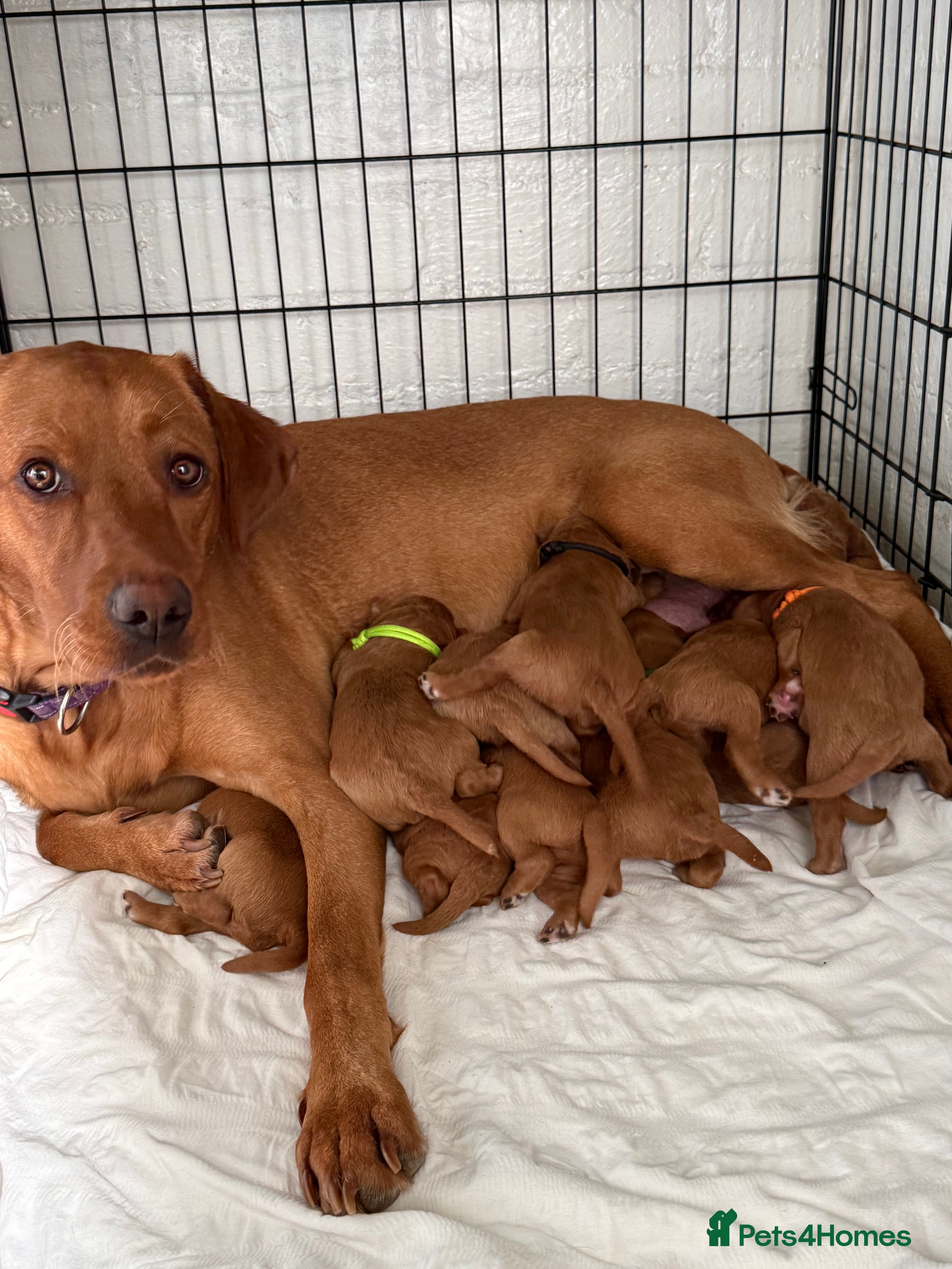 Labradoodle dogs ❤️ Red Fox F1 Miniature Labradoodle Puppies ❤️ - Advert 1