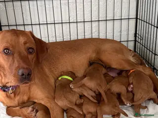 Labradoodle dogs ❤️ Red Fox F1 Miniature Labradoodle Puppies ❤️ - Advert 1