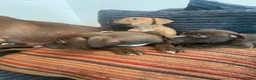 American Bull Staffy dogs for sale: 100% American Bull Staff Puppies for Sale - Advert 15