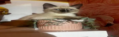Snowshoe 2