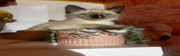 Snowshoe cats for sale: Beautiful Snowshoe Kittens – Ready to Leave Now - Advert 12