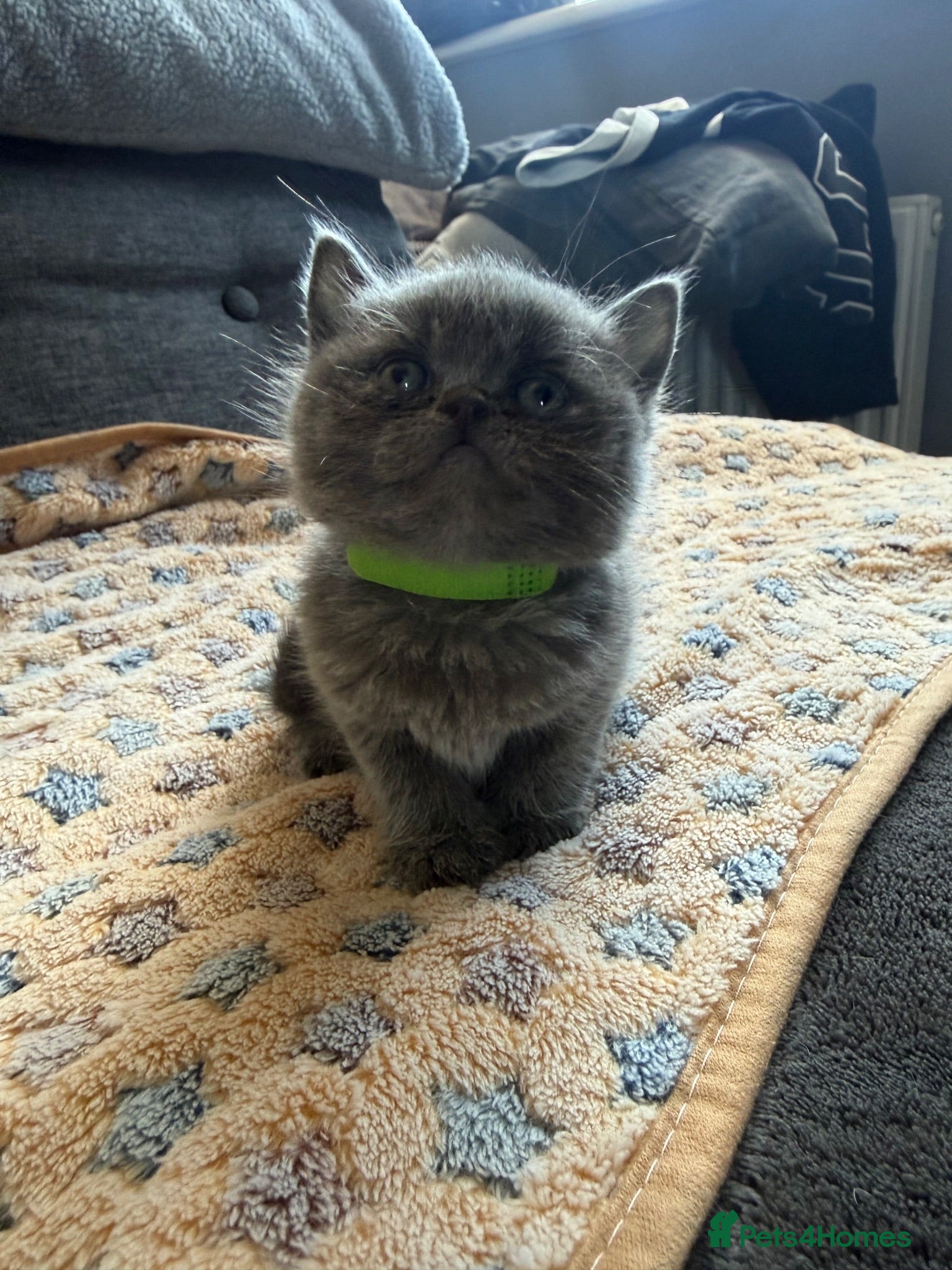 British Shorthair cats Gorgeous British Short Hair - Advert 2