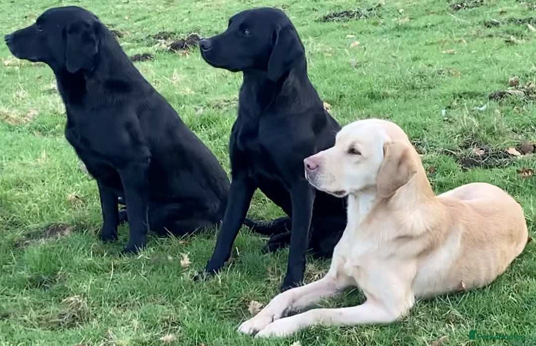 Labrador Retriever dogs for sale: FTCH Bred pedigree gun dog Labradors - Image 4