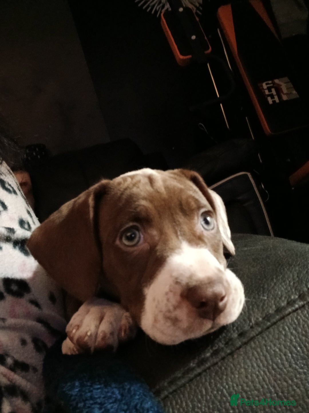 American Bulldog dogs for sale: 8 week old  female puppy  - Advert 2
