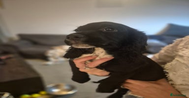 Cocker Spaniel dogs - Advert 6