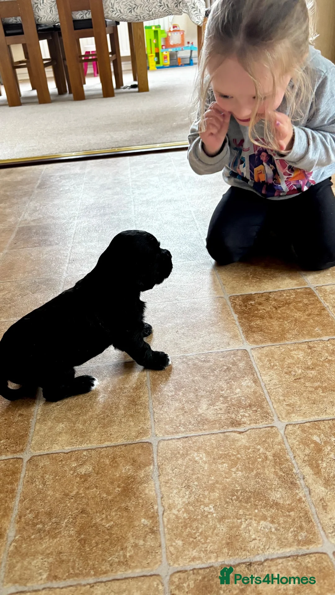 Cocker Spaniel dogs for sale: Cocker Spaniel puppy for sale in Inverness - Advert 6