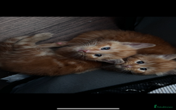 Maine Coon cats for sale: 4x beautiful Maine coon crosses.  - Image 4