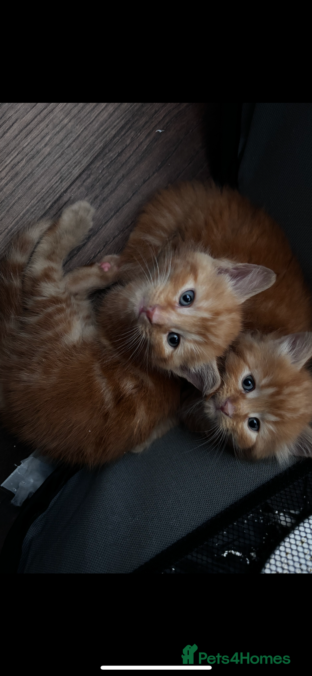 Maine Coon cats for sale: 4x beautiful Maine coon crosses.  - Image 4