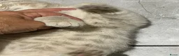 British Longhair cats for sale: Pure bred British Shorthair kittens - Advert 7