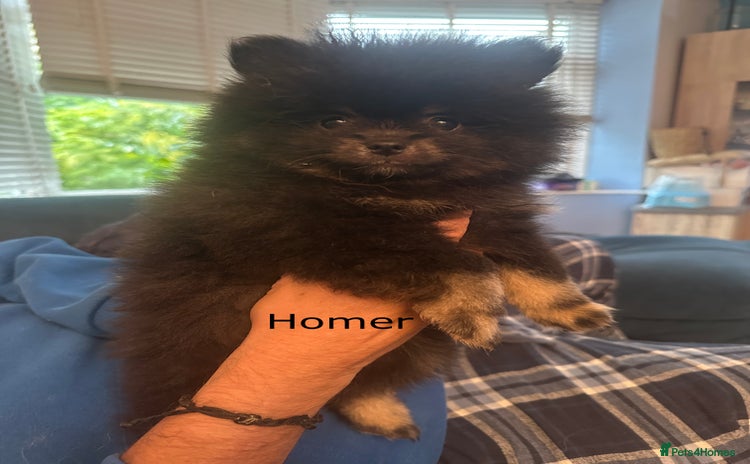 Pomeranian dogs - Advert 1