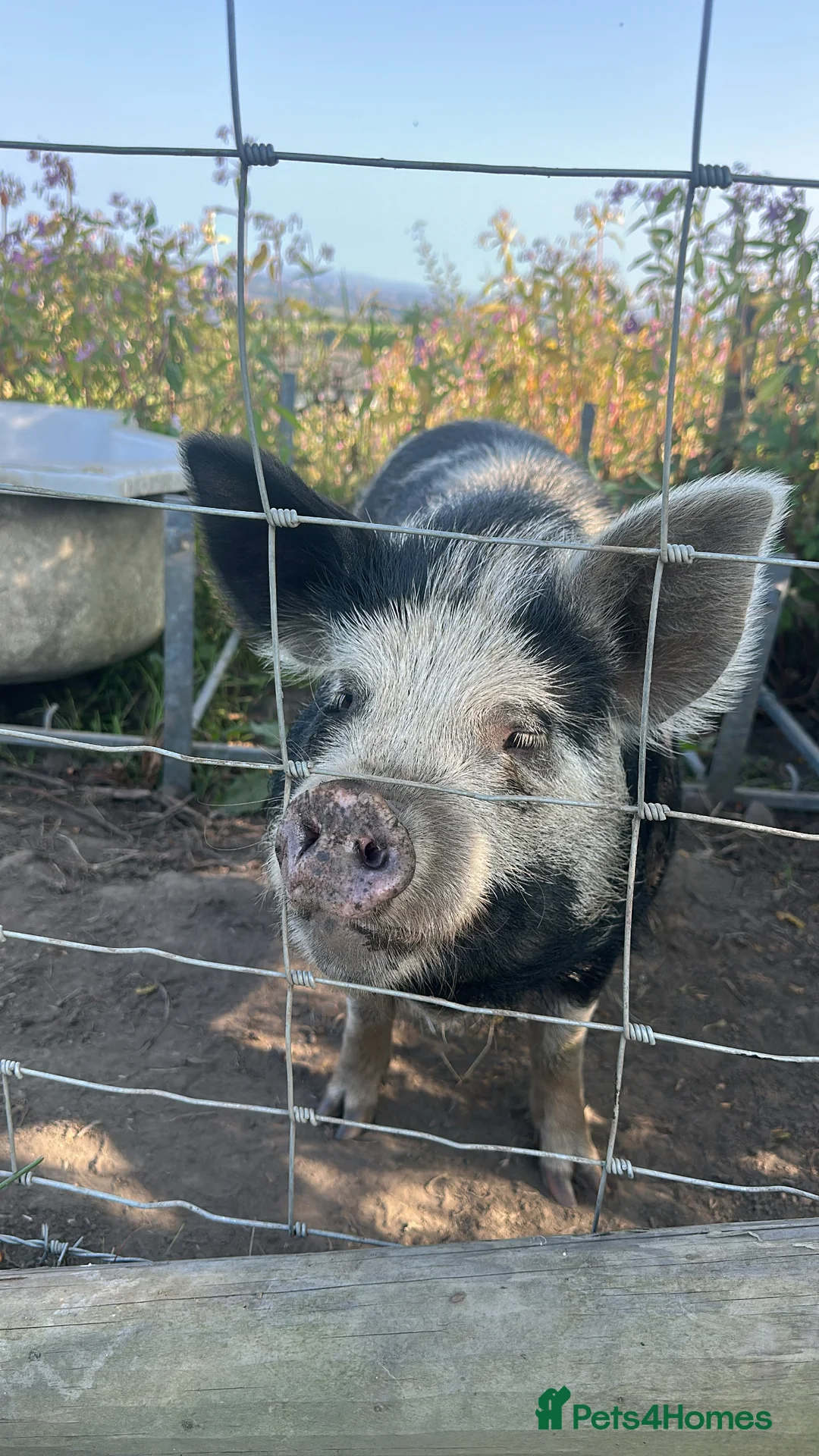 Pig livestock for sale: Kuni kuni pigs  - Advert 2