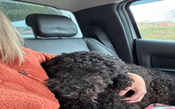 Goldendoodle dogs for sale: 16 month old male Goldendoodle  - Image 3