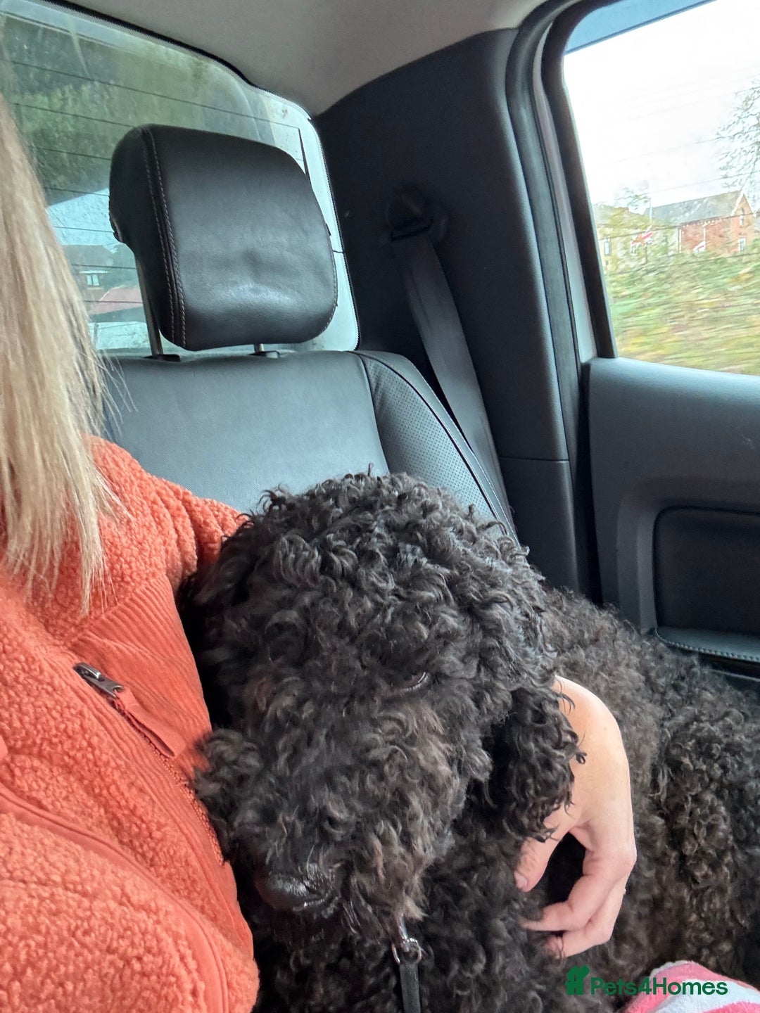 Goldendoodle dogs for sale: 16 month old male Goldendoodle  - Image 3