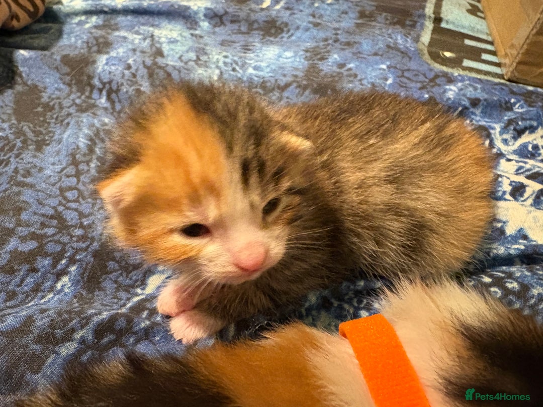 Domestic Shorthair cats for sale: 1 Domestic Shorthair Kitten Left - Advert 30