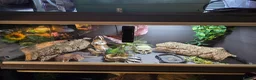Bearded Dragon reptiles for sale: Hypo Whitblit and enclosure for sale £250 - Advert 2