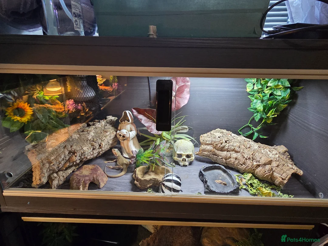 Bearded Dragon reptiles for sale: Hypo Whitblit and enclosure for sale £250 - Advert 2