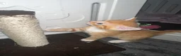 Mixed Breed cats for sale: 2 little cuties  - Advert 7