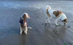 English Setter dogs for adoption: Pecas - Image 4