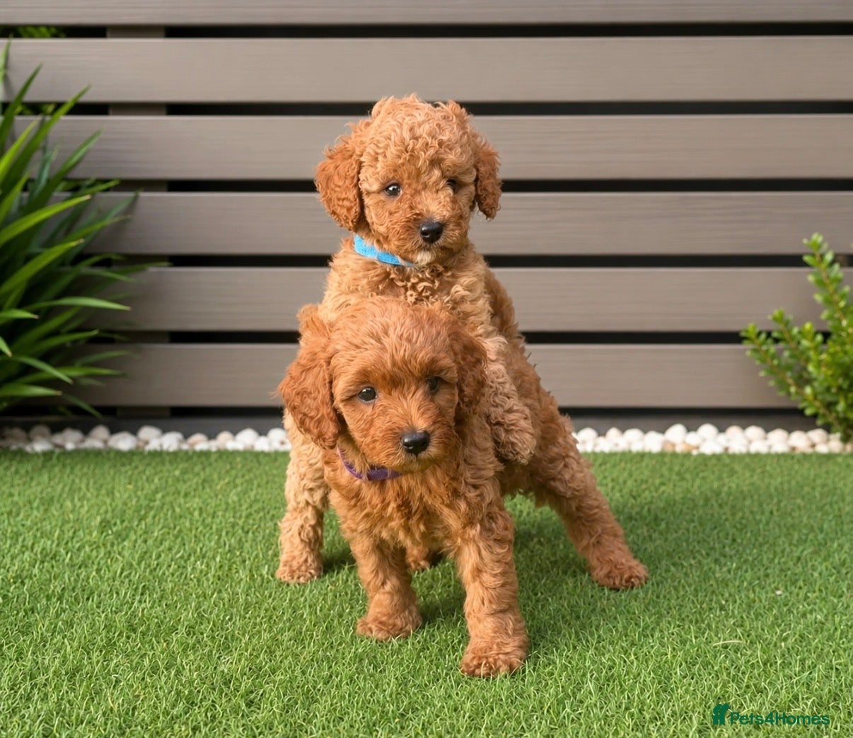 Cavapoo dogs Cavapoos DNA & Heart tested parentage - Advert 1