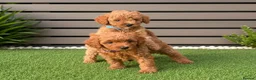 Cavapoo dogs for sale: Cavapoos Extensive DNA & Heart tested - Advert 13