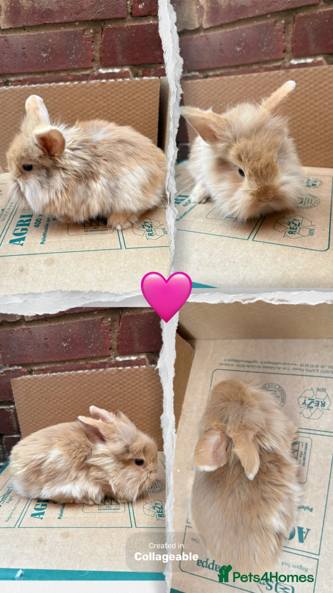 Lionhead rabbits for sale: Baby bunnies  - Advert 2