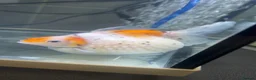 Fancy Goldfish fish for sale: Giant pearlscale goldfish  - Advert 1