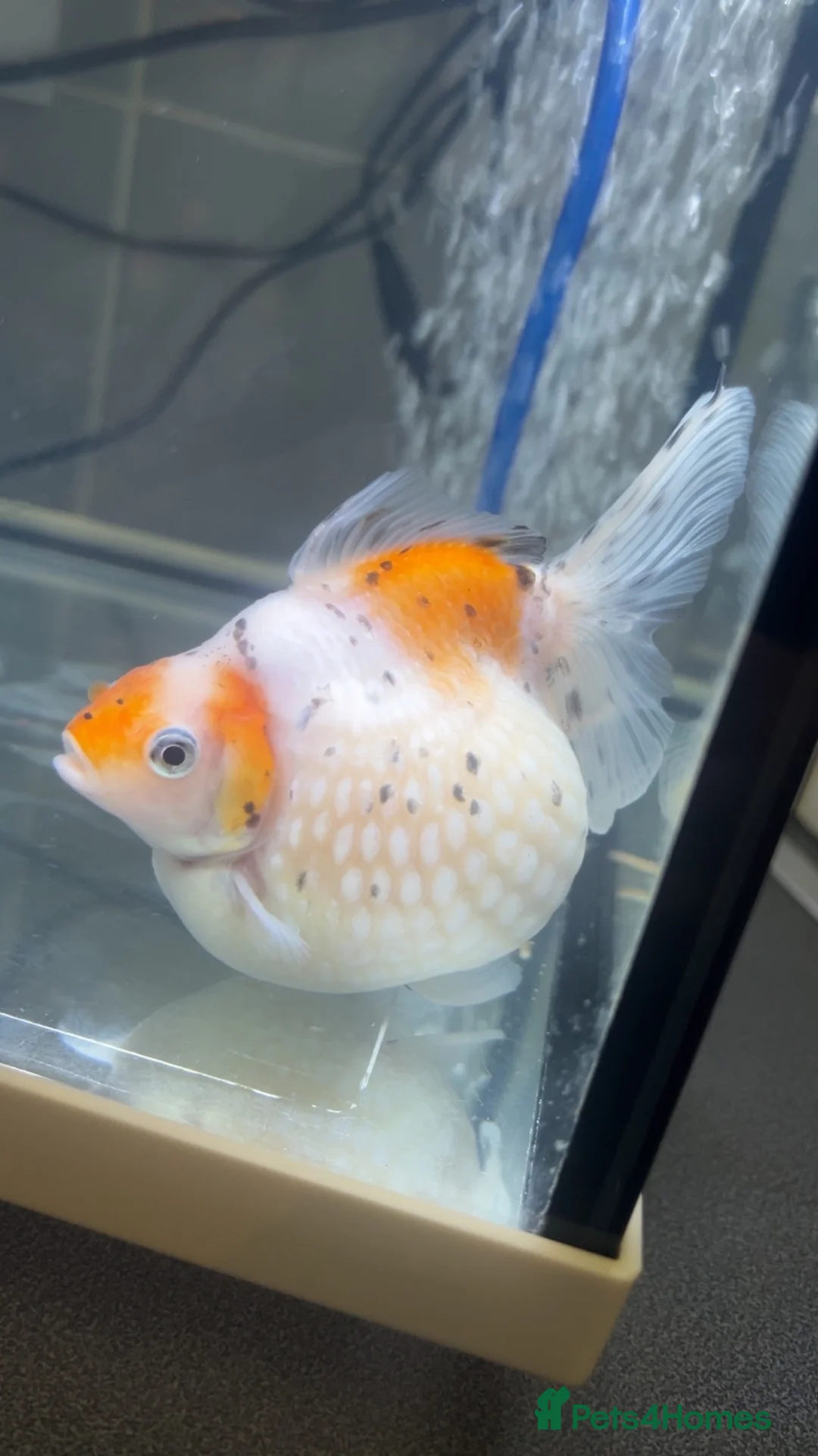 Fancy Goldfish fish for sale: Giant pearlscale goldfish  - Advert 1
