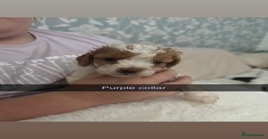 Cockapoo dogs - Advert 3