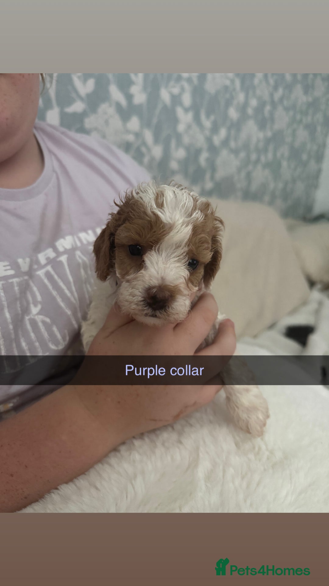 Cockapoo dogs for sale: Cockapoo puppies  - Image 3
