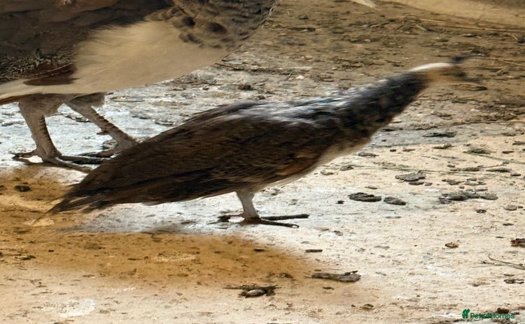 Peafowl poultry - Advert 1