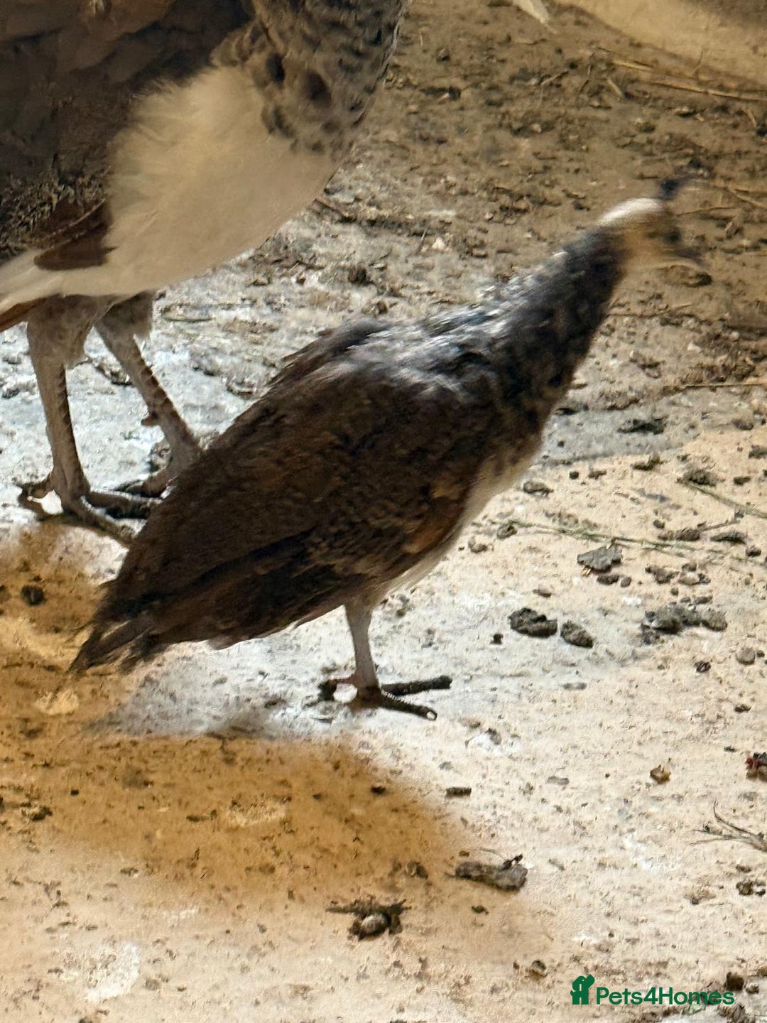 Peafowl poultry for sale: Mixed peafowl 10 weeks old  - Image 1