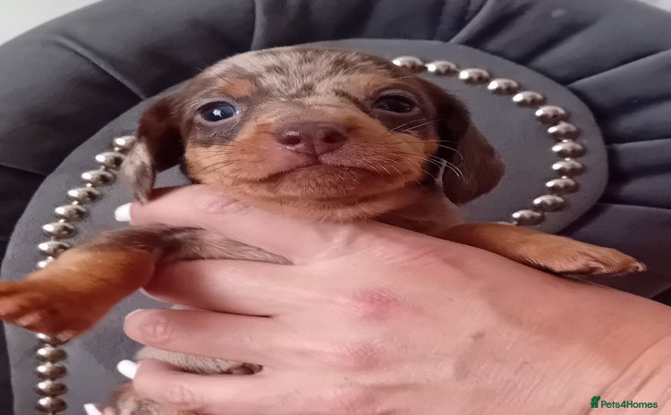 Miniature Dachshund dogs - Advert 4